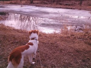 Floey looking at pond w ice